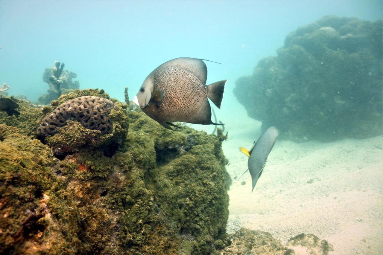 Paul'S Kitchenettes Da Praia & Nemo Dive, Centro De Mergulho Санта-Крус-Кабралія Екстер'єр фото