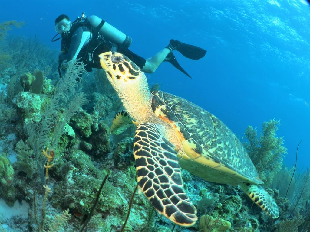 Paul'S Kitchenettes Da Praia & Nemo Dive, Centro De Mergulho Санта-Крус-Кабралія Екстер'єр фото